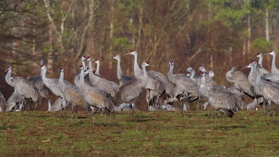 field guide birds of north america