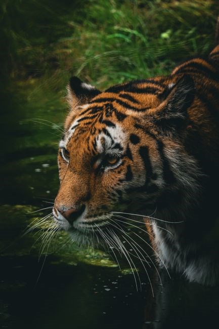 waking the tiger healing trauma pdf